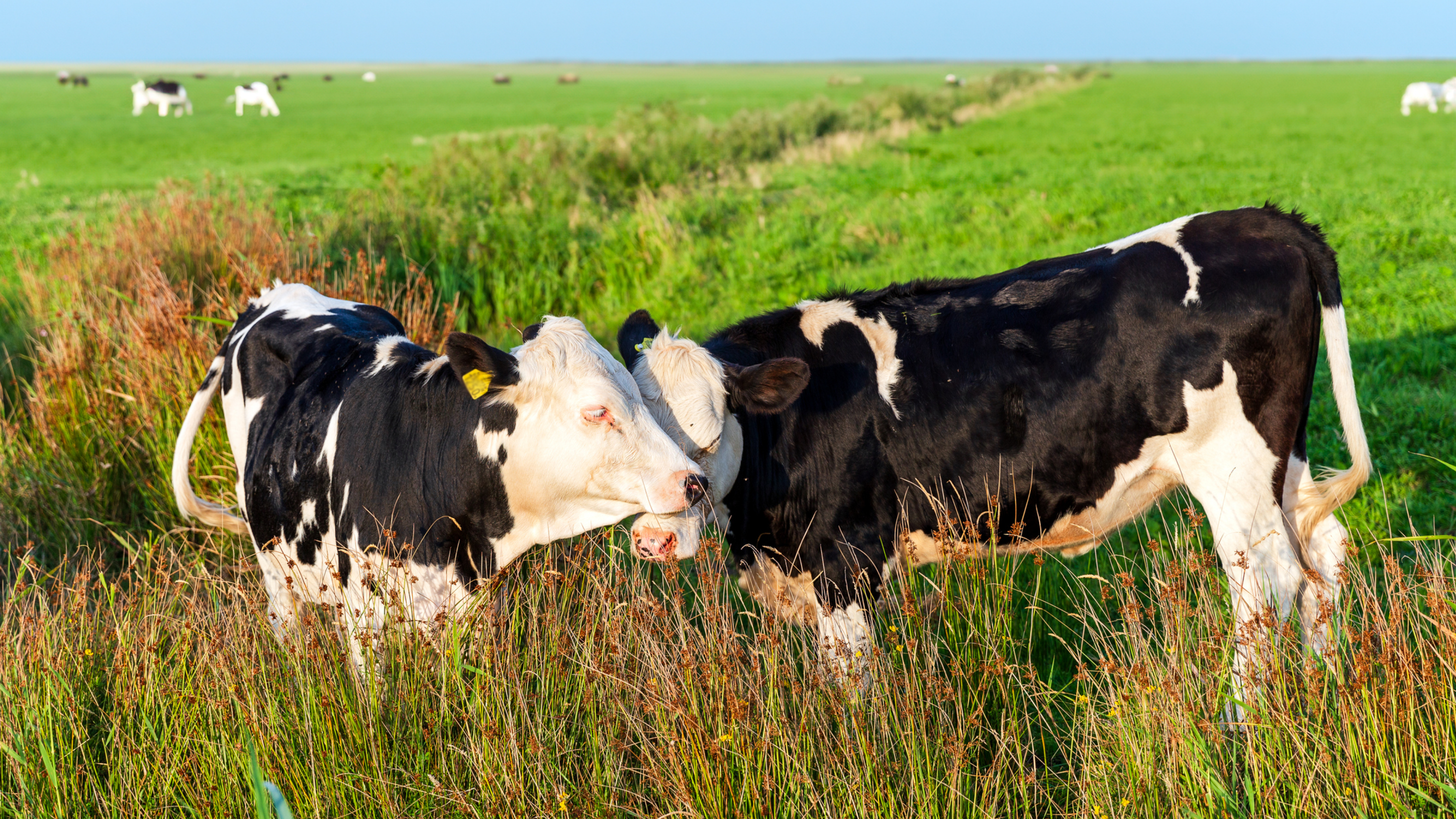 Hållbar djurhållning