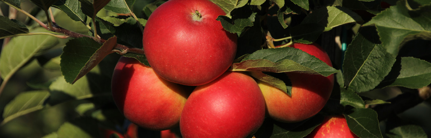 Guide: Högsäsong för svenska äpplen