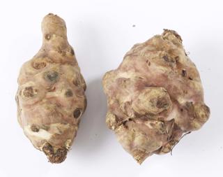 Jordärtskocka Sverige