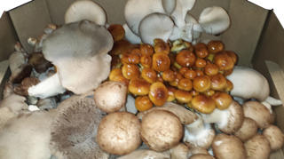 Svampmix EKO KRAV Sverige