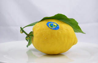 Citron med Blad Primofiori/Vernas Klass 1