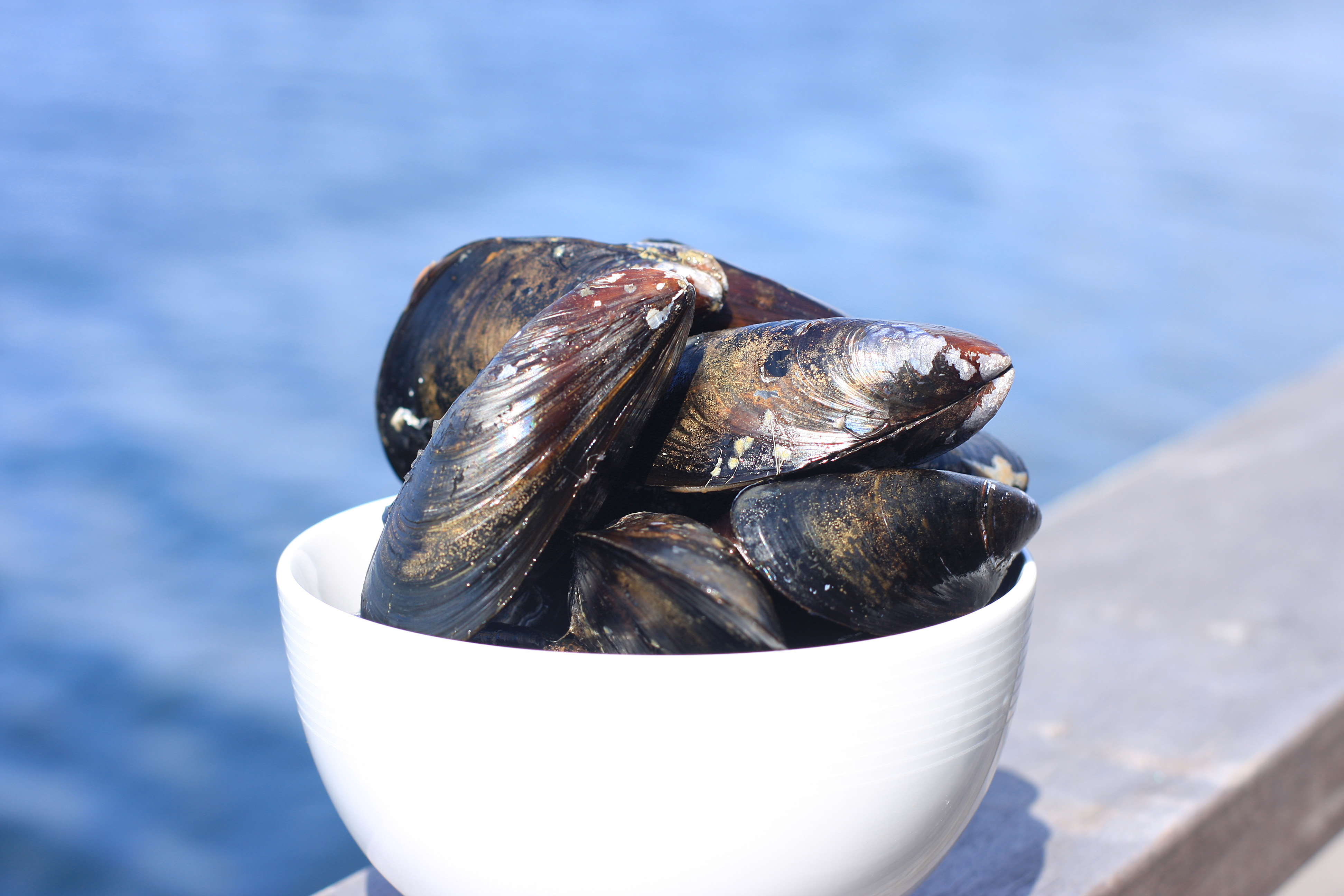 Blåmusslor
