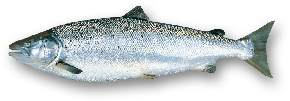 Hel Lax 5-6kg