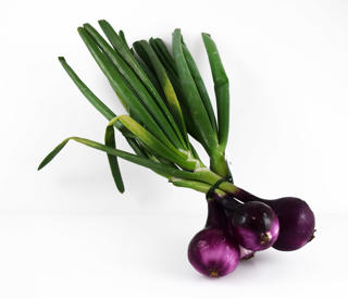 Knipplök Röd Klass 1