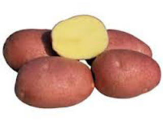 Potatis Asterix Röd Tvättad Sverige