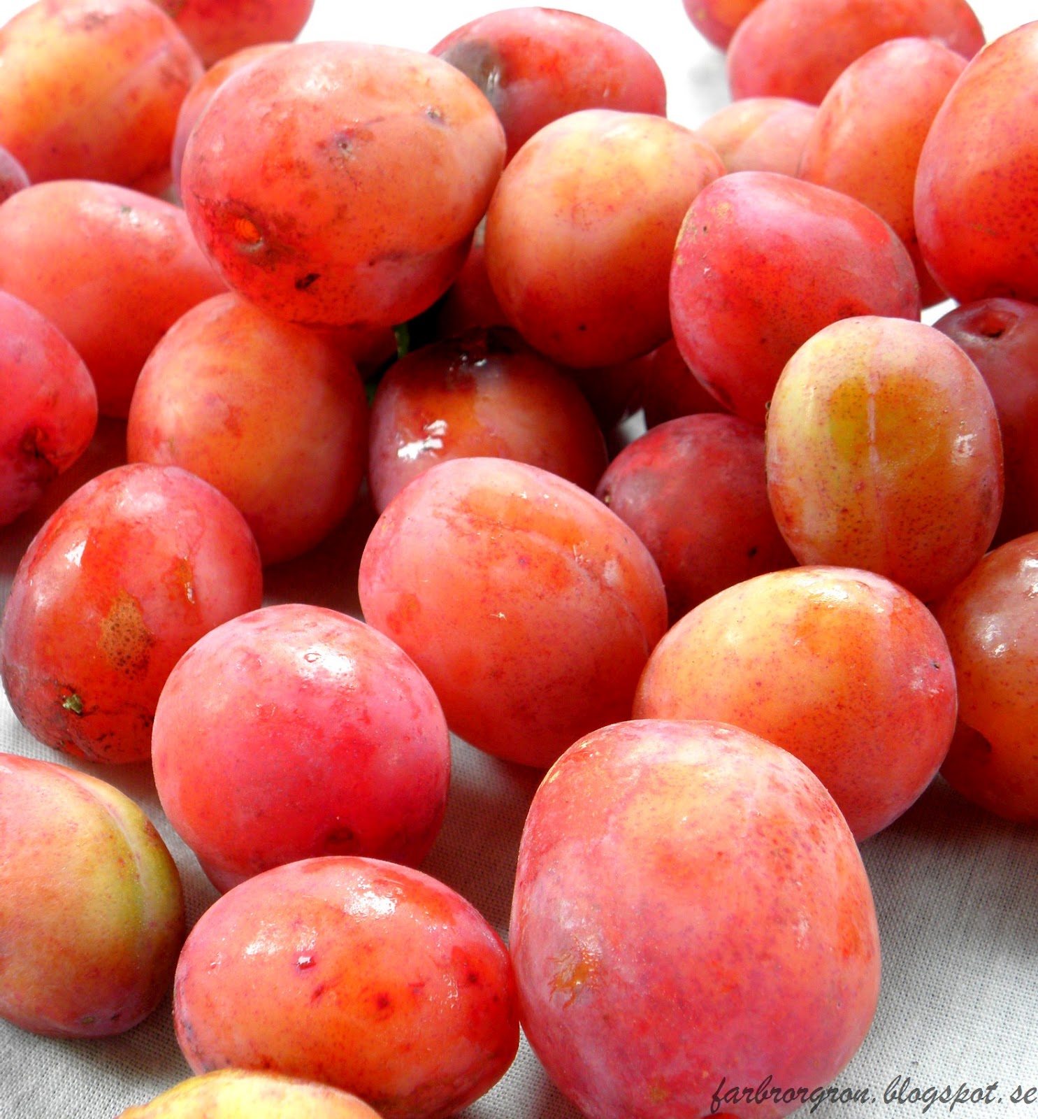 Plommon Victoria Sverige