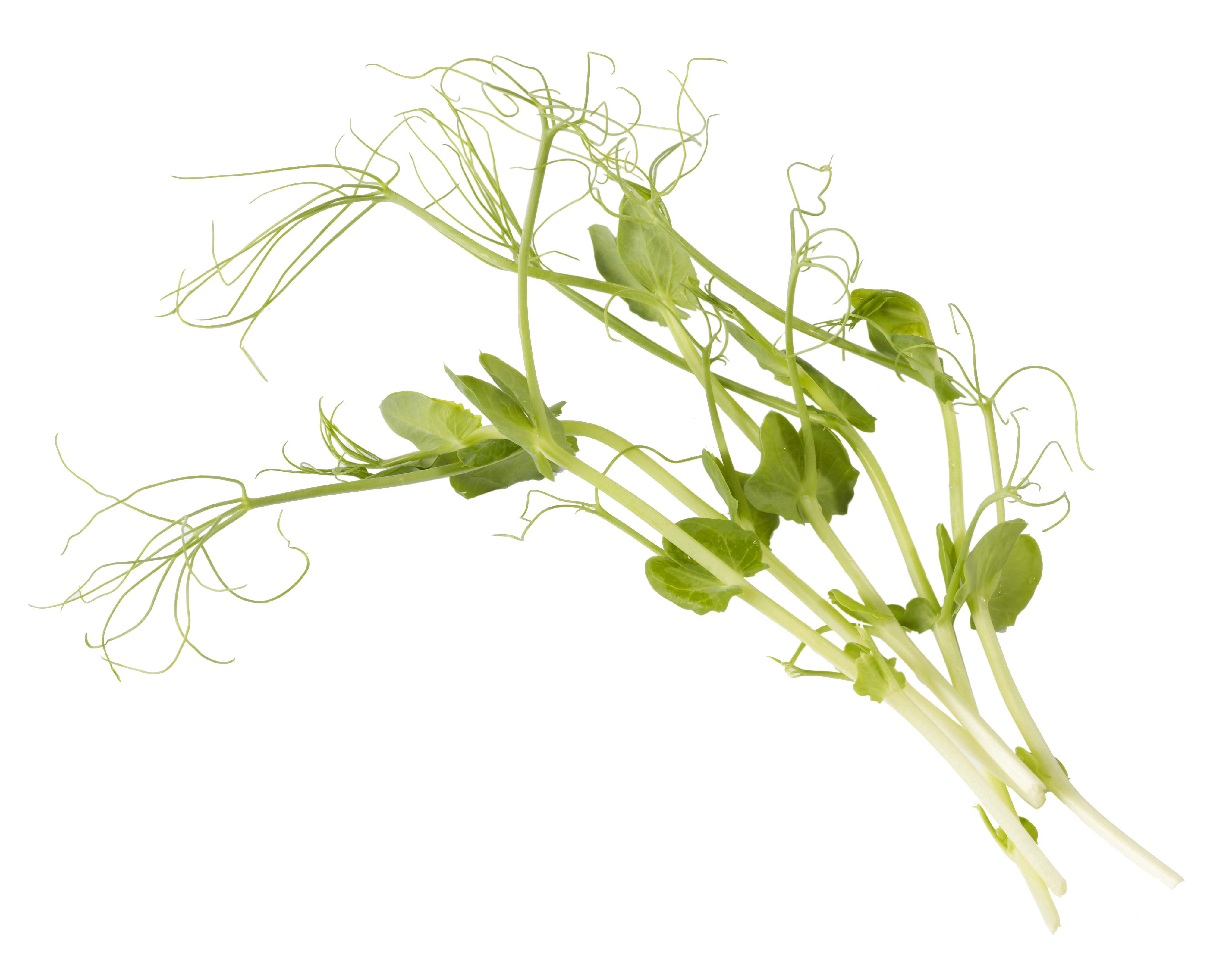 Ärtskott EKO KRAV Sverige