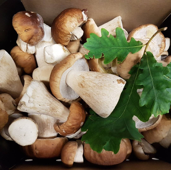 Svamp Karl Johan Sverige