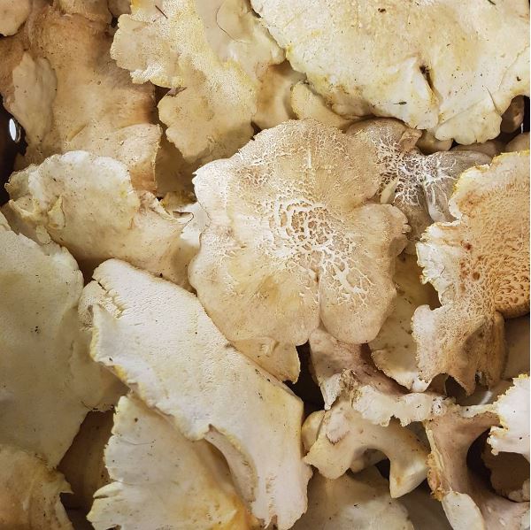 Svamp Fårticka Sverige