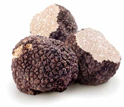 Tryffelsvamp Svart