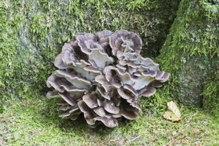 Svamp Korallticka Sverige