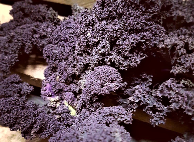 Röd Grönkål Sverige