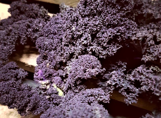 Röd Grönkål Sverige