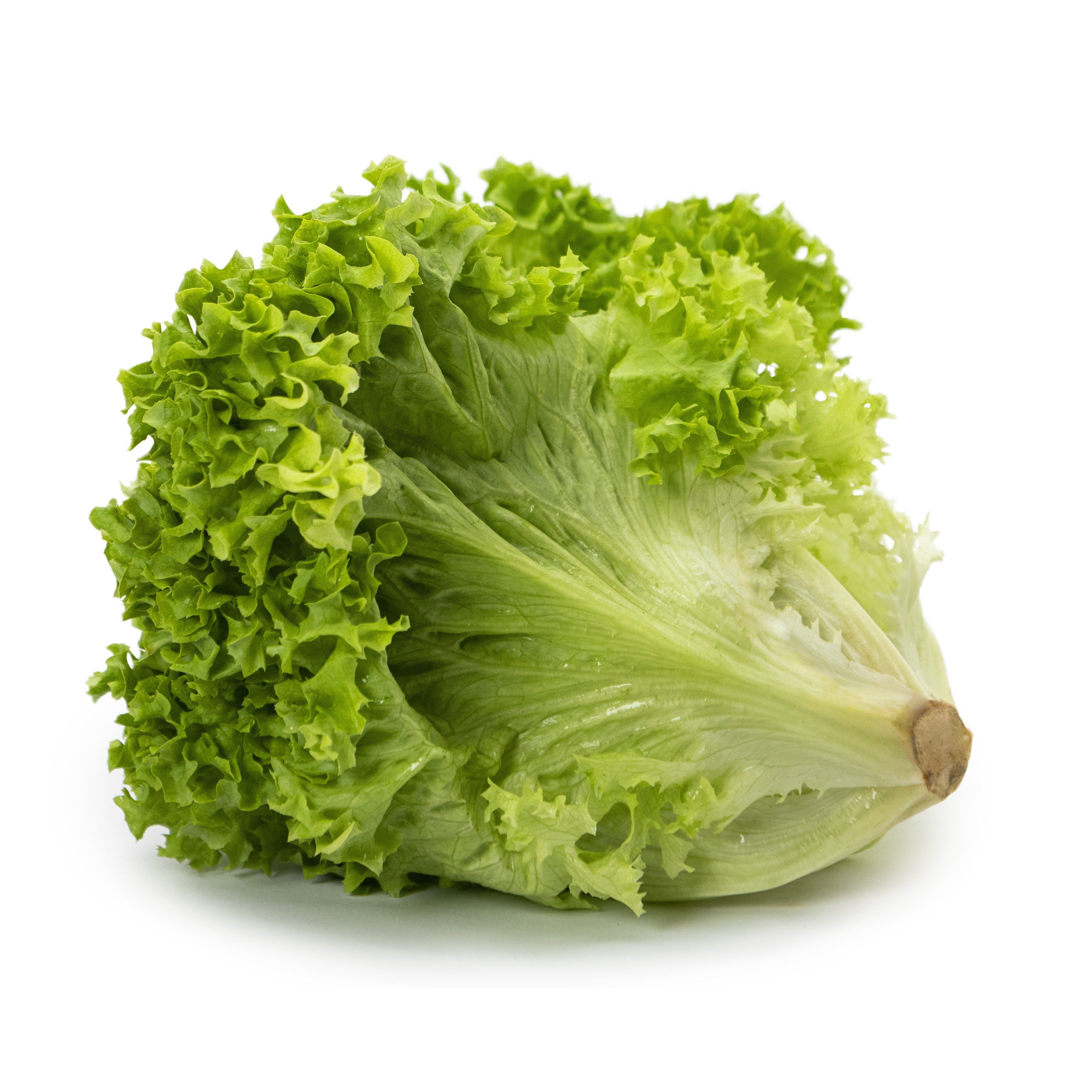 Sallat Lollo Biondo Klass 1 Sverige