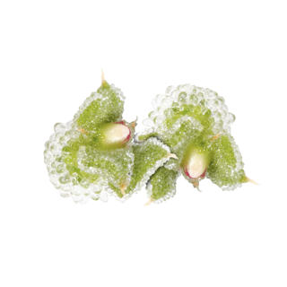 Blomma Blinq Blossom