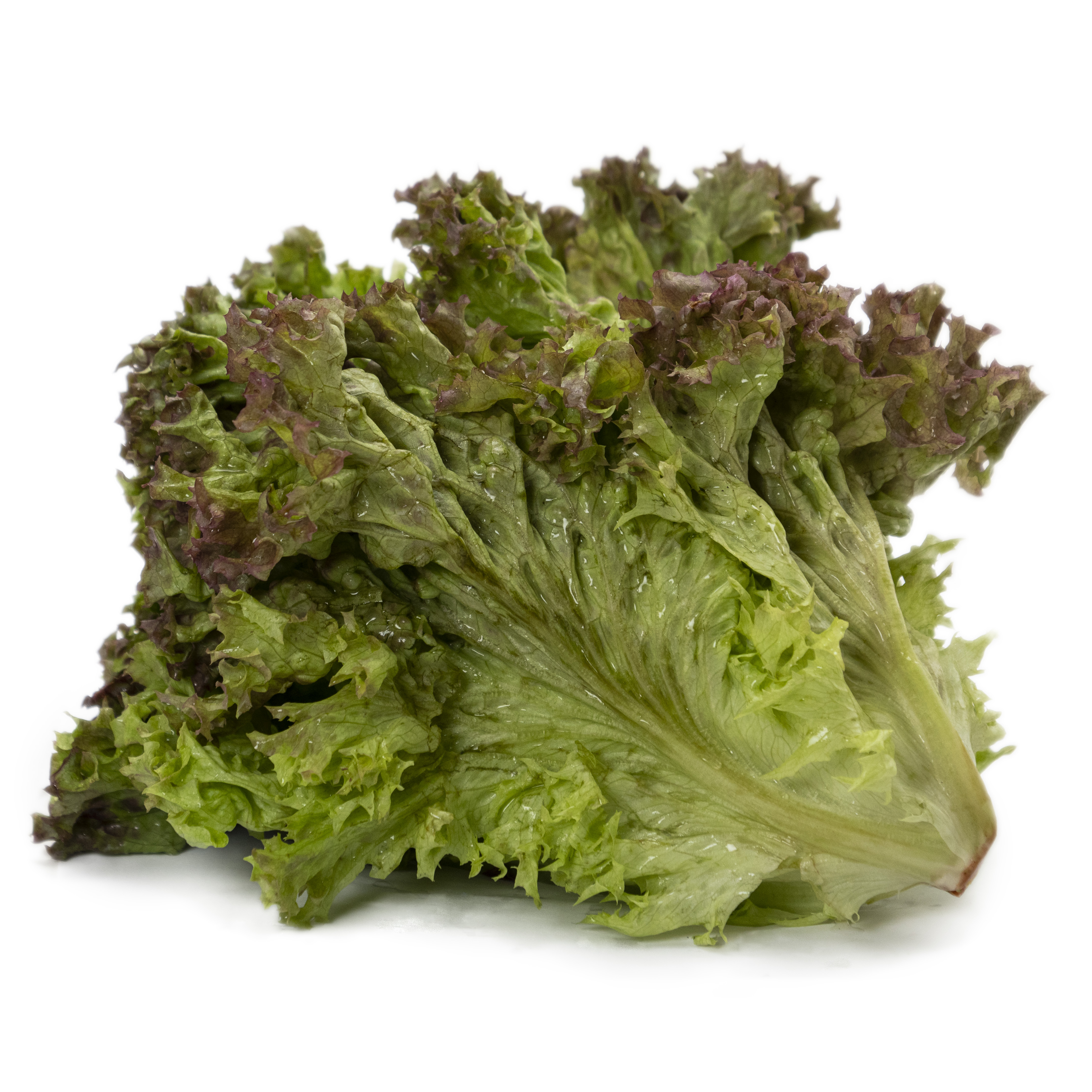 Sallat Lollo Rosso Klass 1