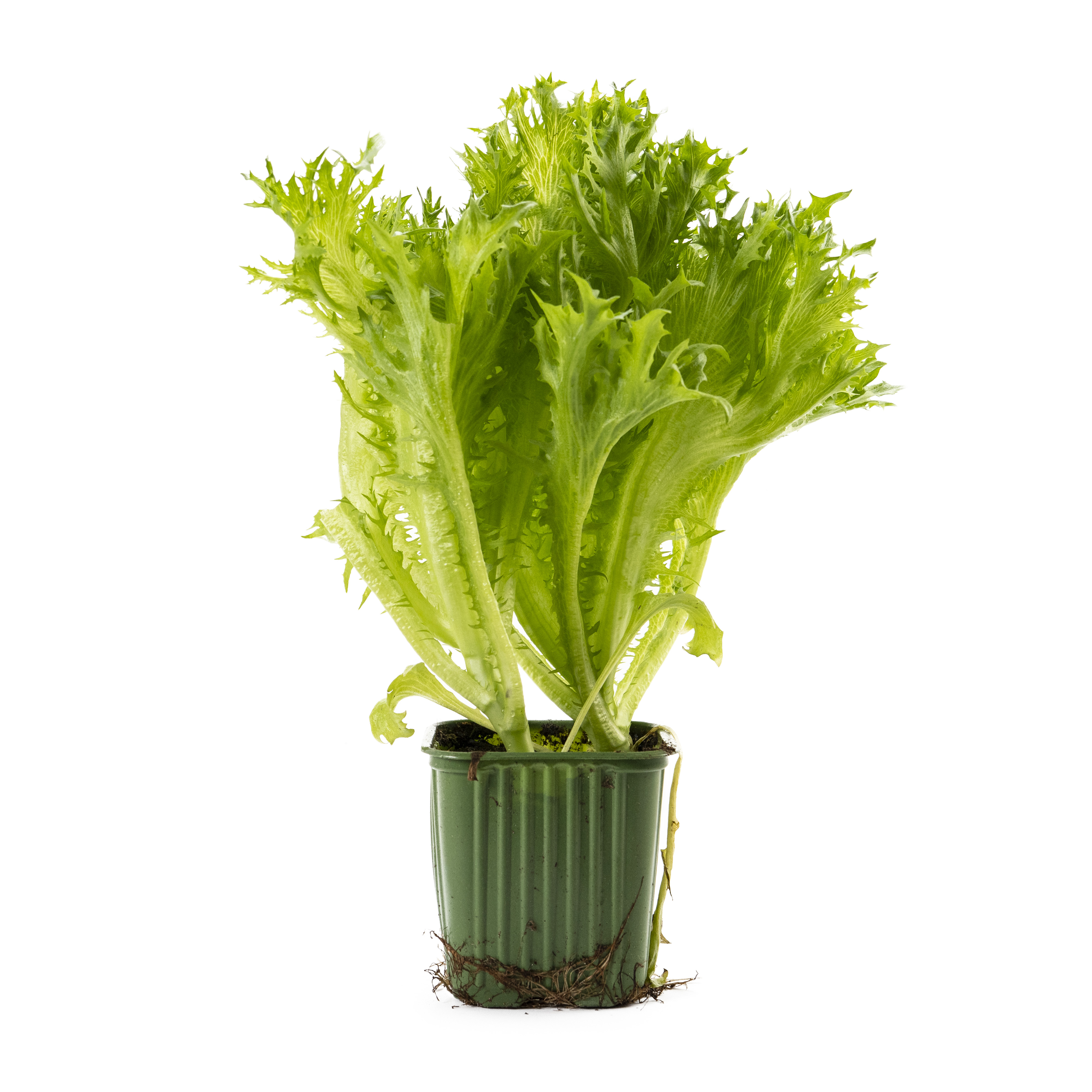 Krispsallat i Kruka Sverige