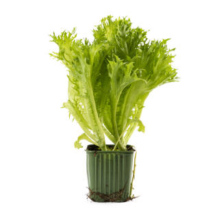 Krispsallat i Kruka Sverige