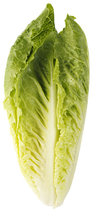 Romansallat Klass 1 EKO