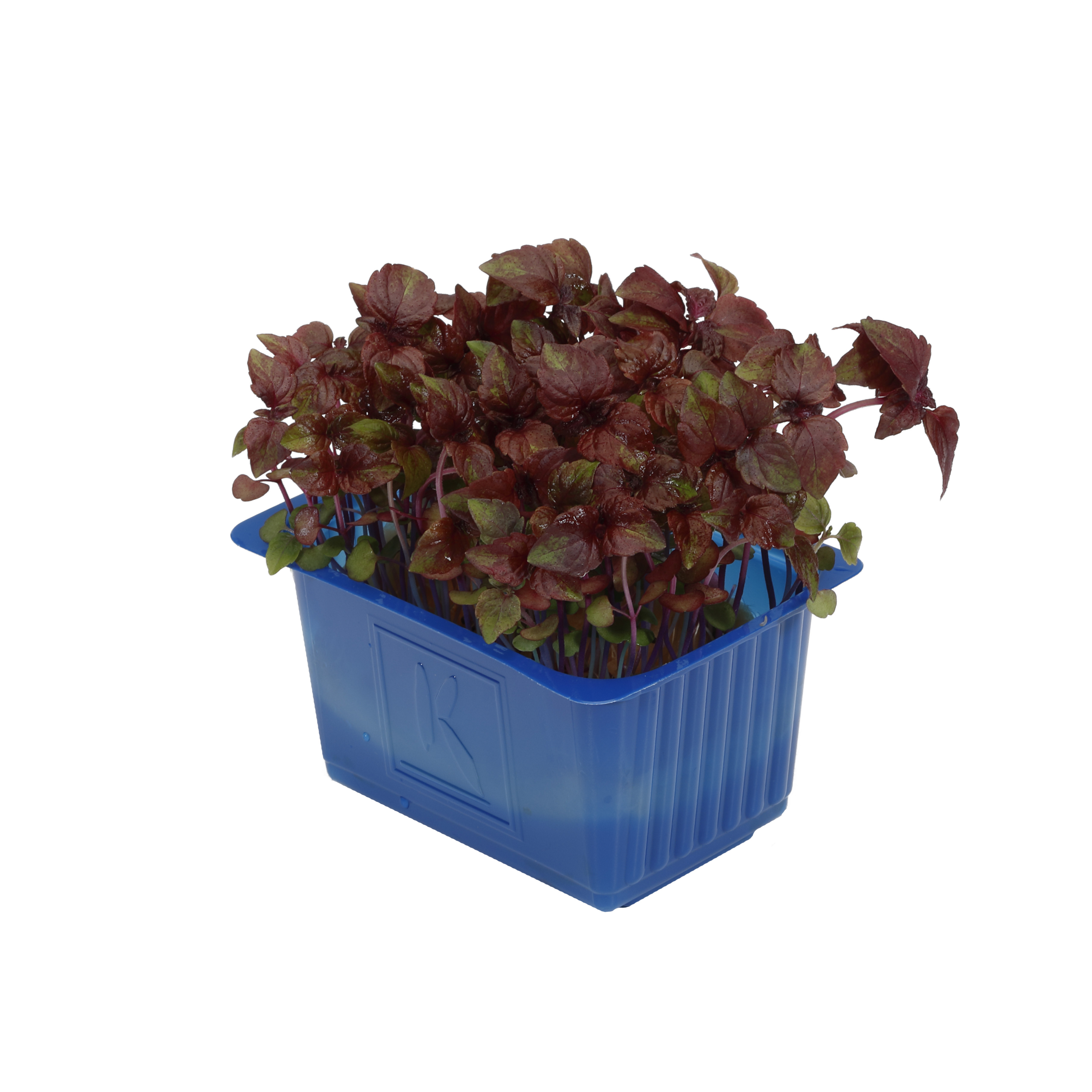 Krasse Shiso Violette
