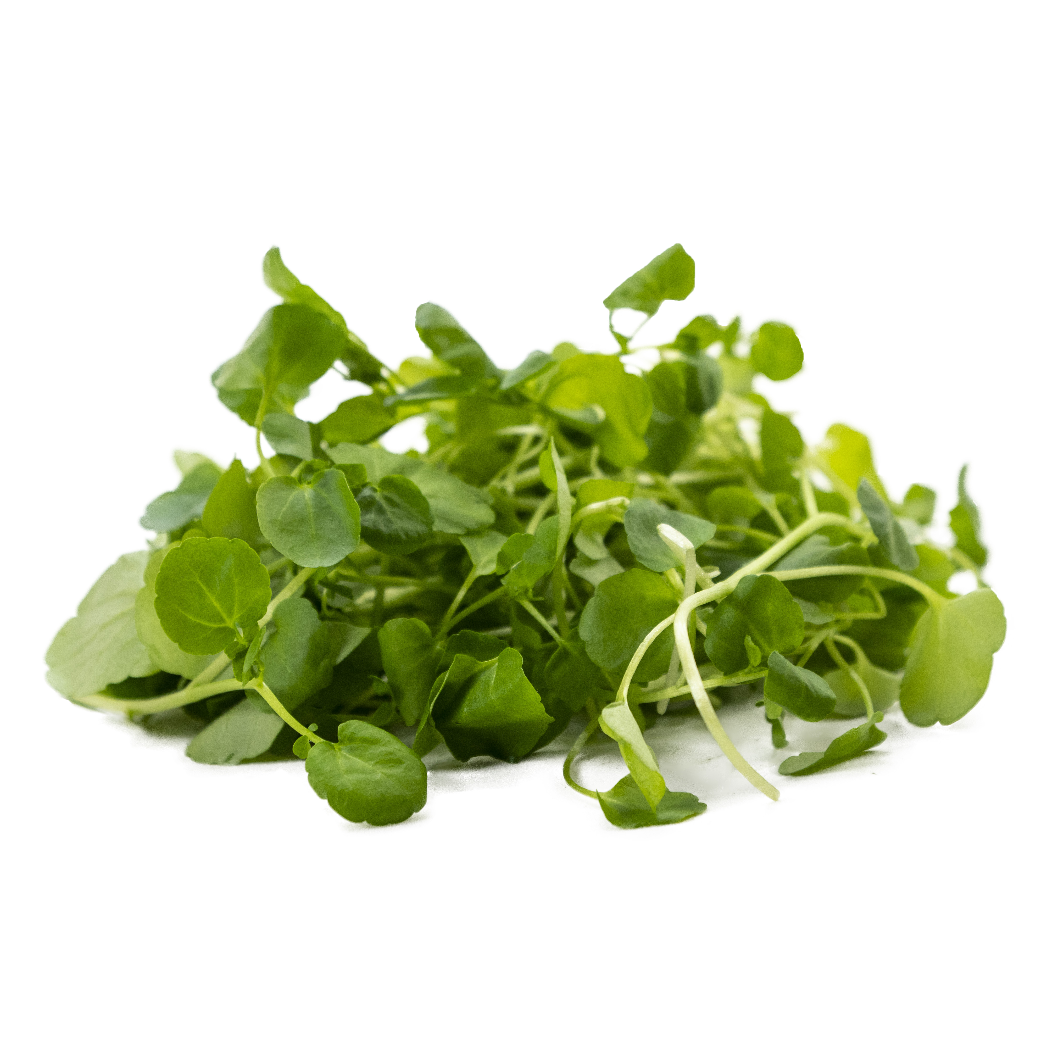 Vattenkrasse i Lösvikt