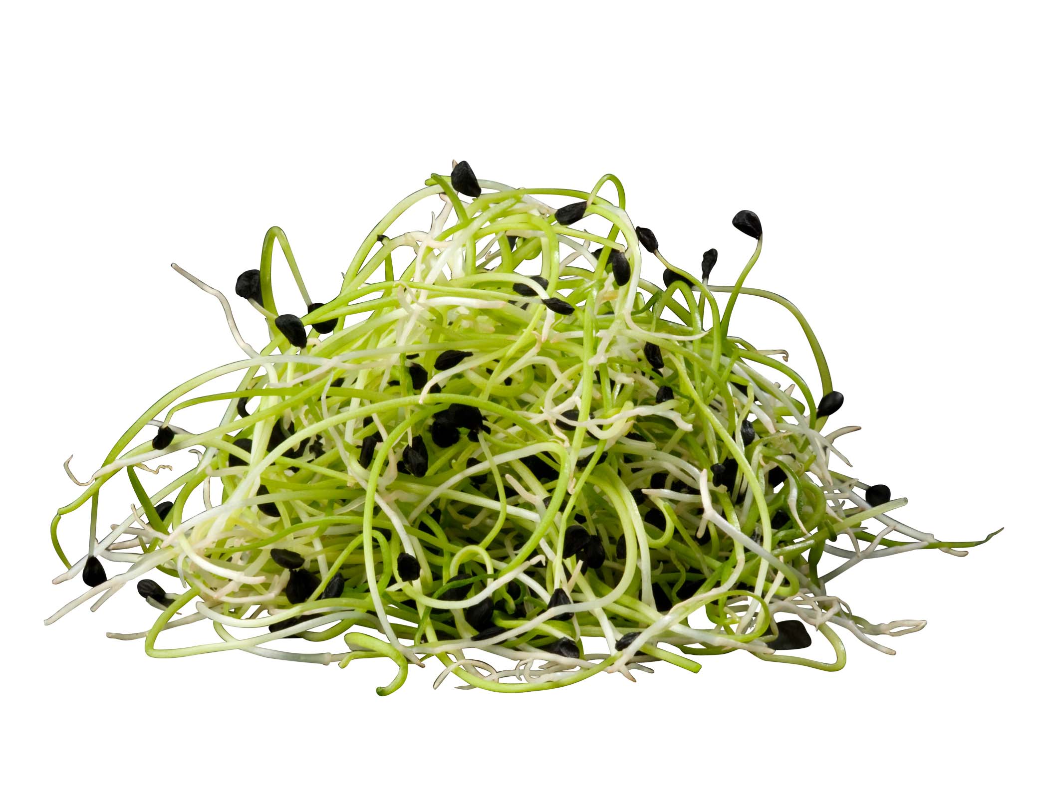 Vitlöksgroddar Sverige