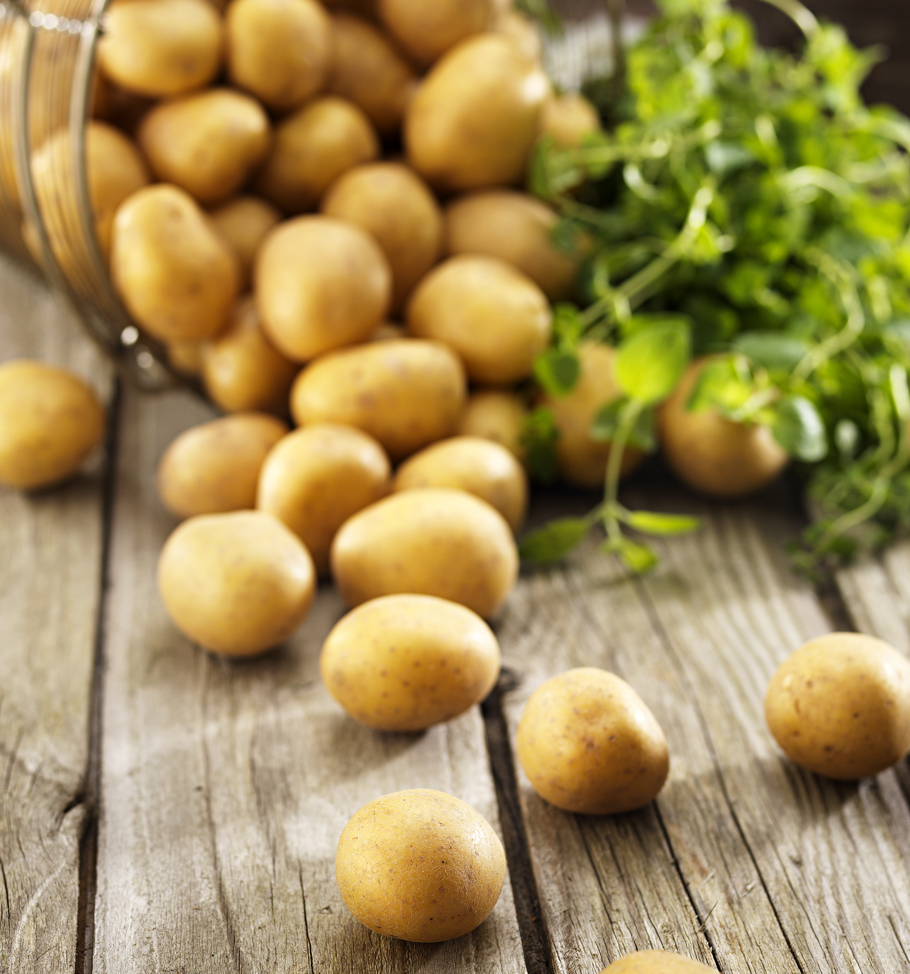 Kulpotatis Tvättad 35-40mm Sverige