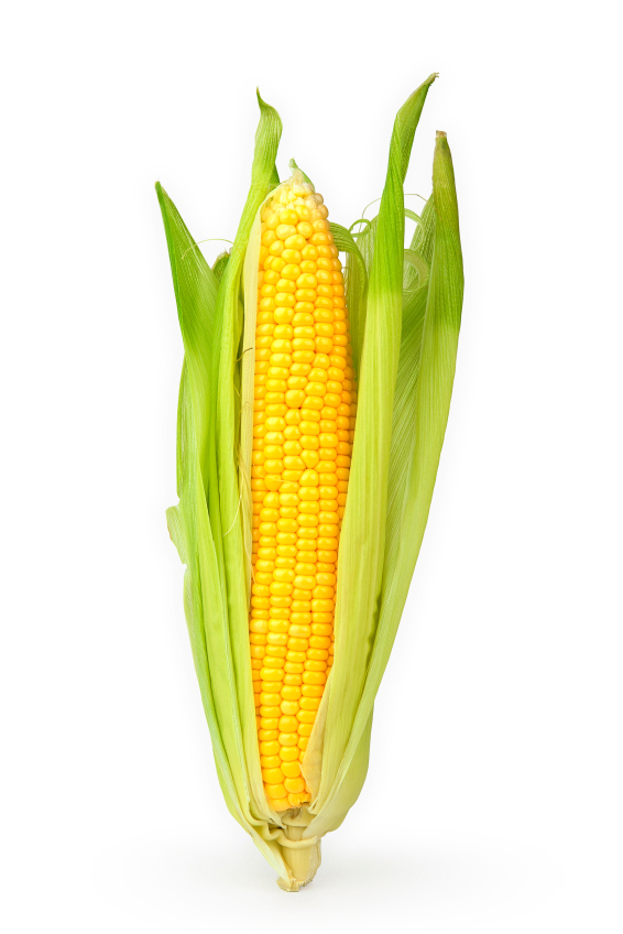 Majskolv Färsk