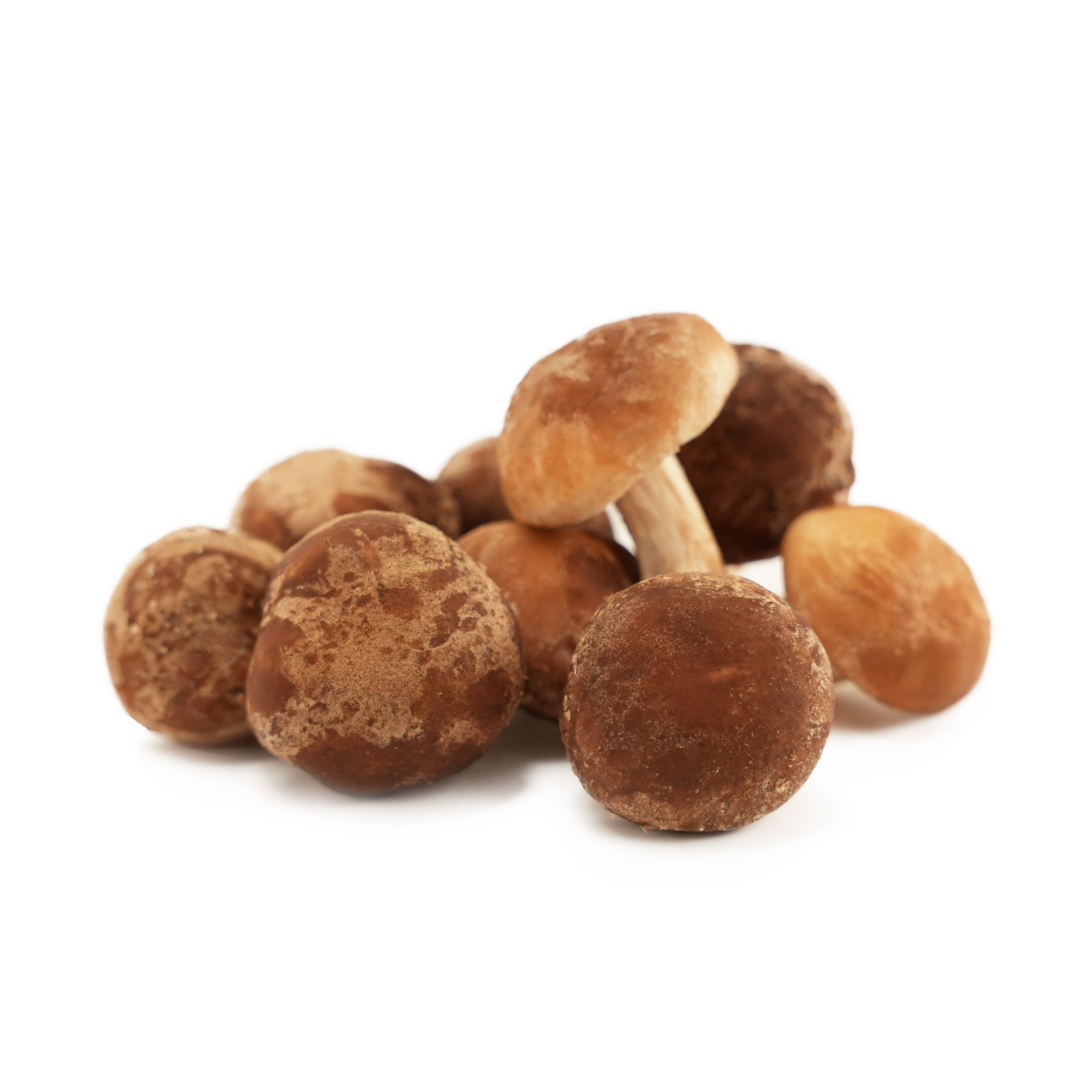 Svamp Shiitake Mini EKO Sverige