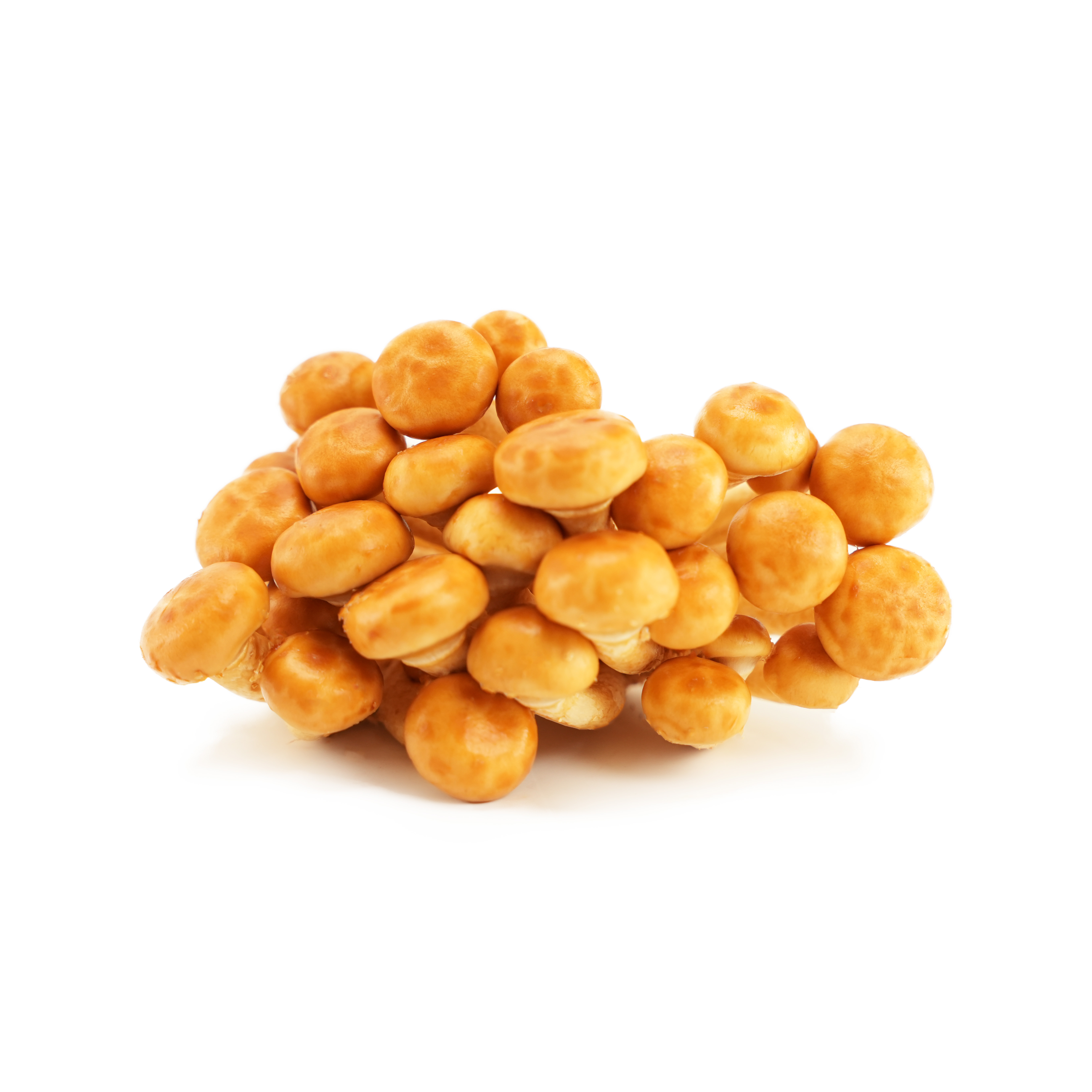 Svamp Nameko EKO KRAV Sverige