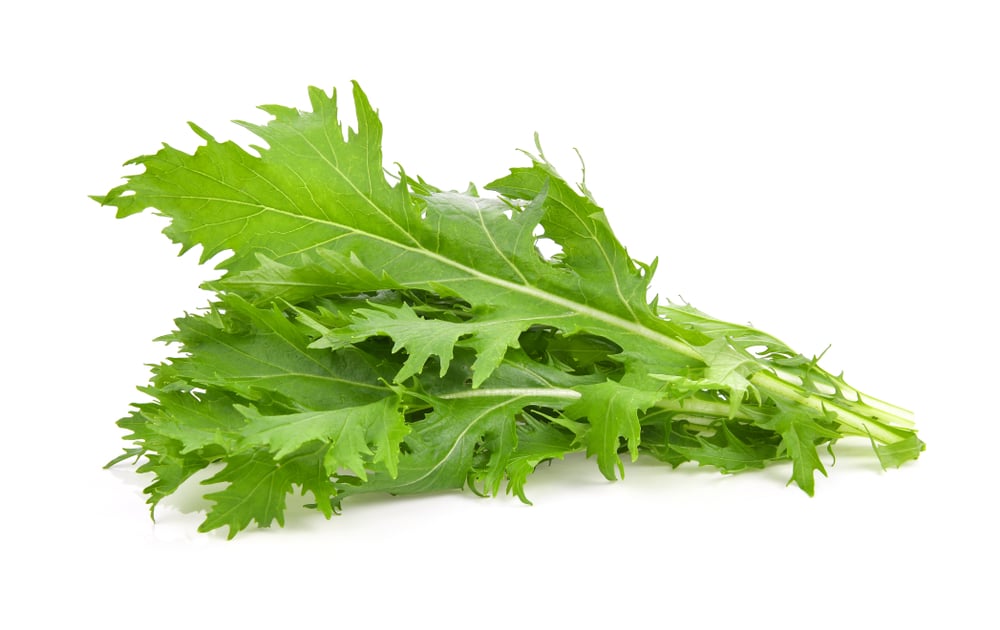 Mizuna