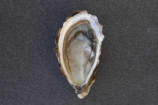 Ostron Marennes Storlek 3 (66-85g) Frankrike