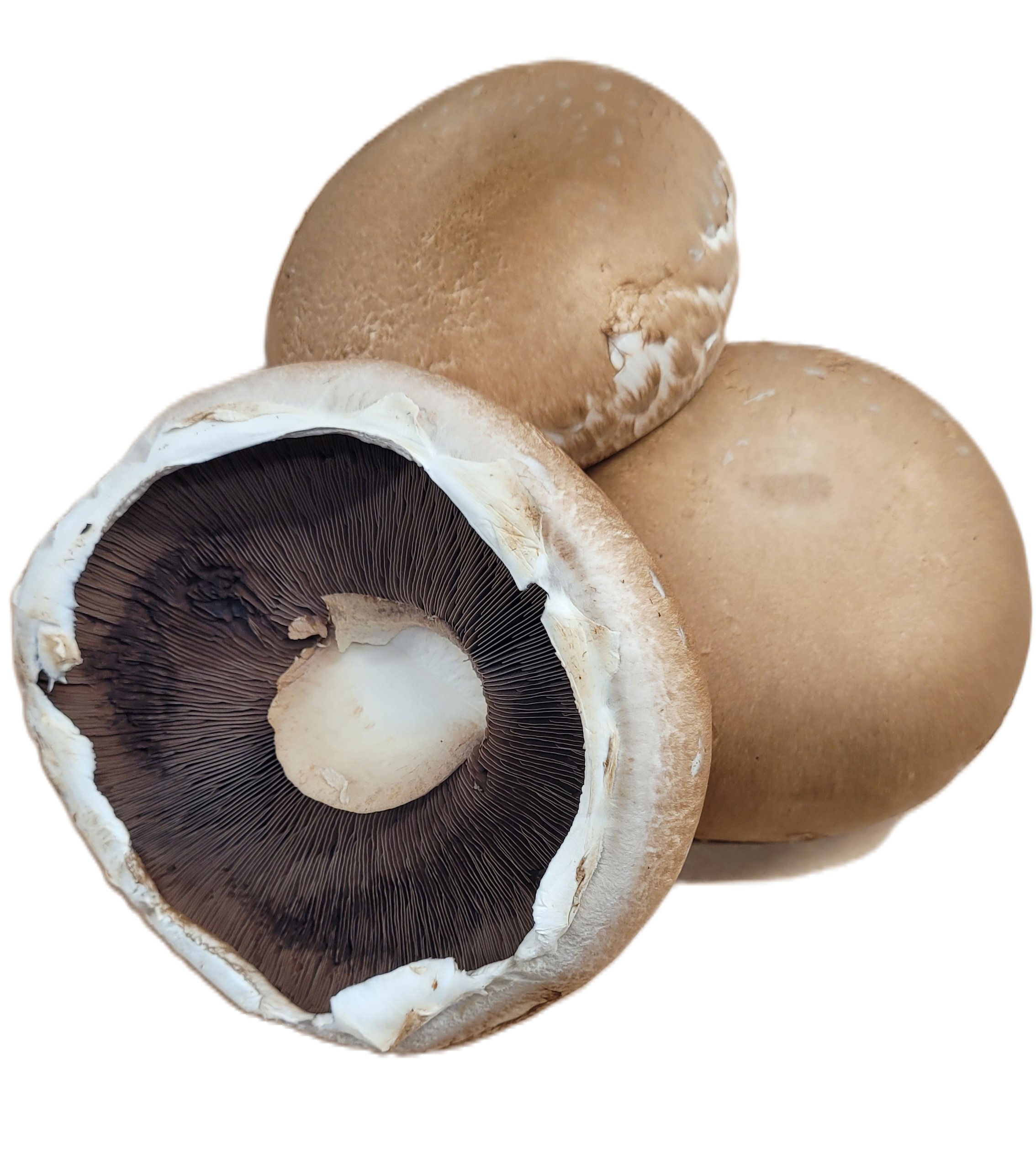 Portabello