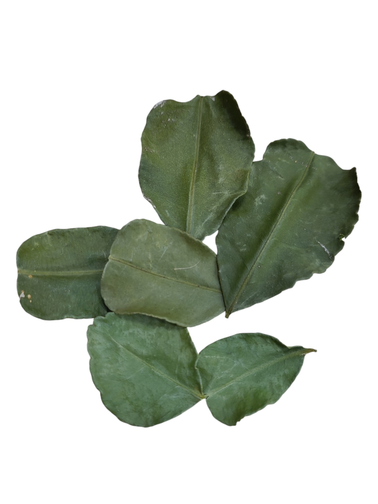 Limeblad torkad