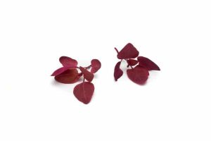 Oracheskott Röda Mimis