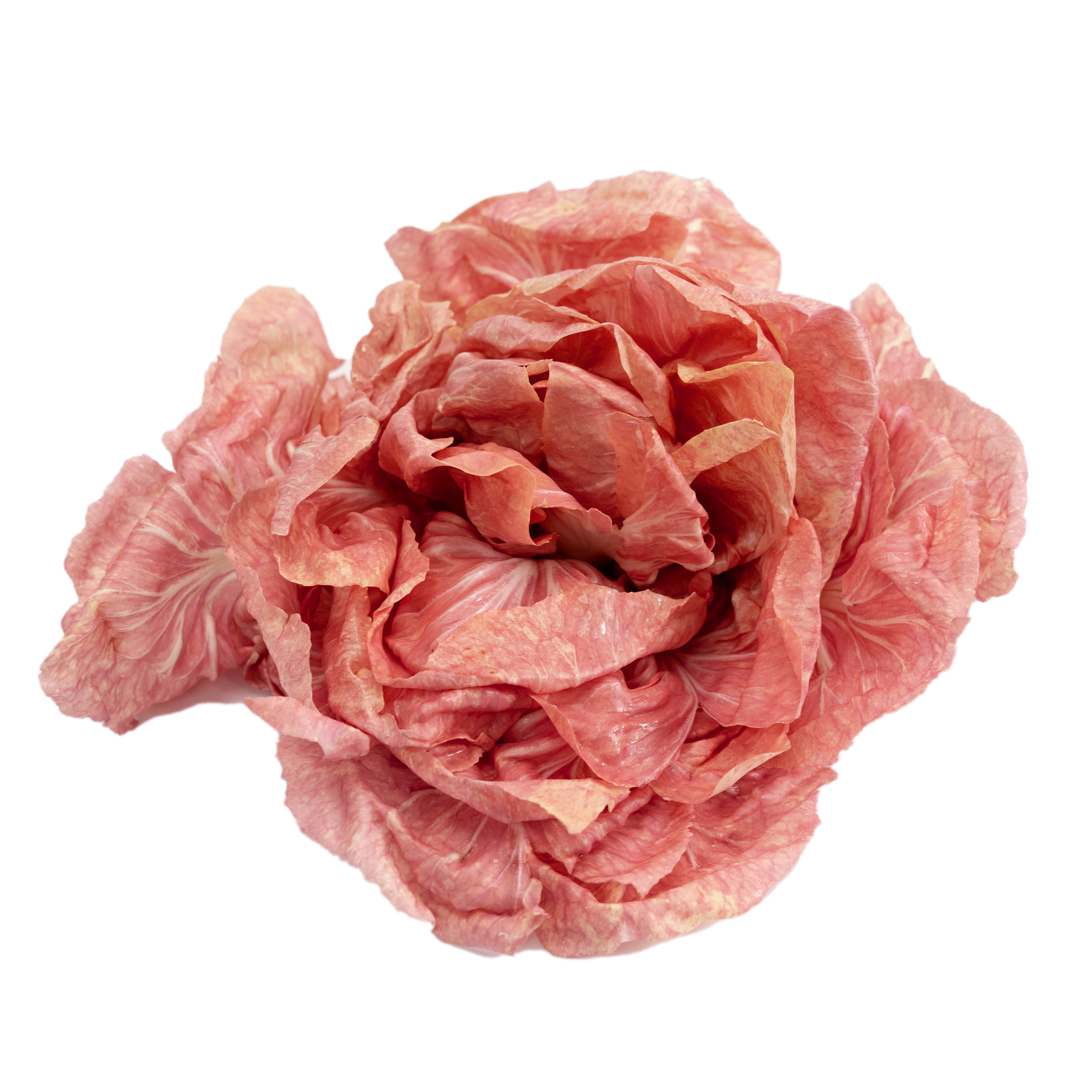 Sallat Radiccio Rosa Klass 1