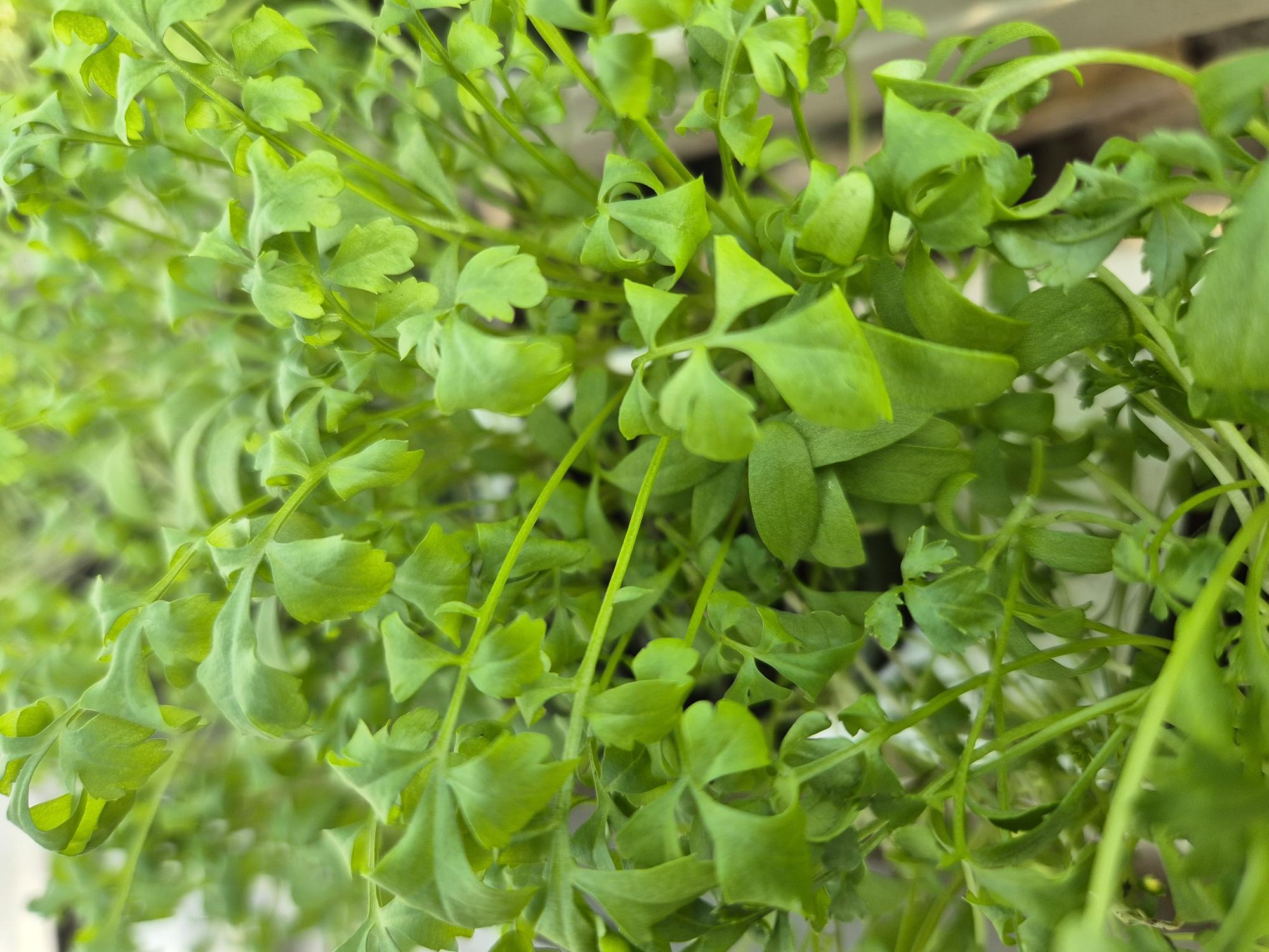 Rashad EKO KRAV Sverige