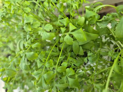 Rashad EKO KRAV Sverige