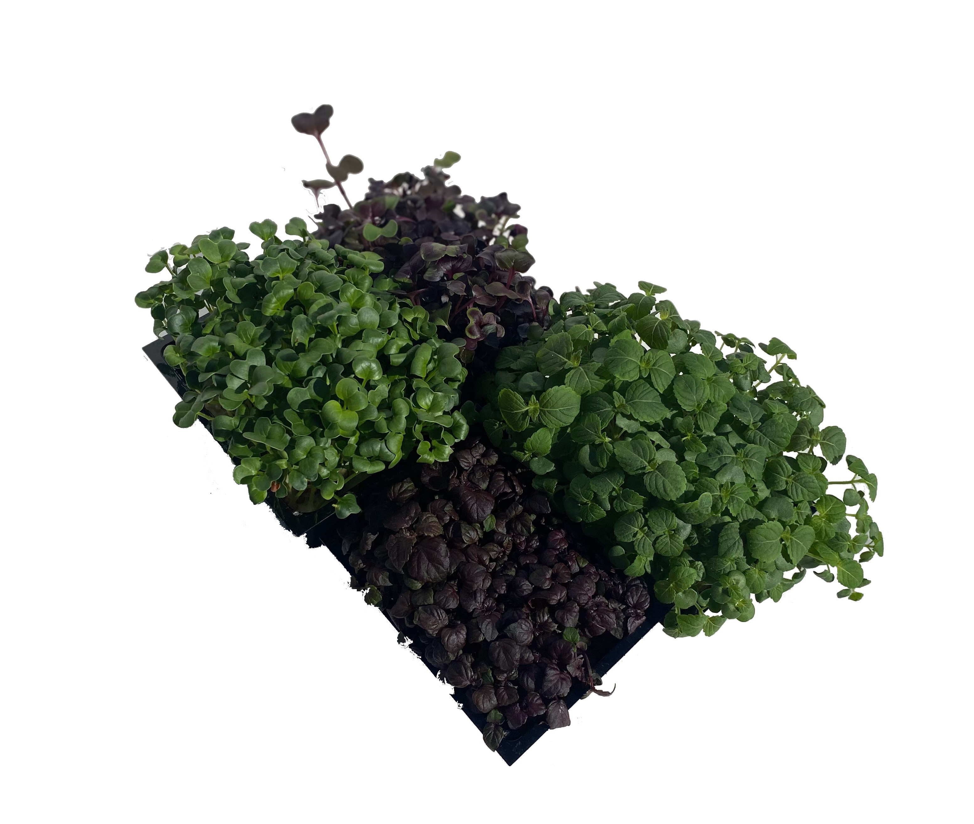Shiso Asiaticmix