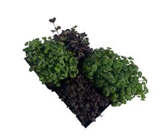 Shiso Asiaticmix