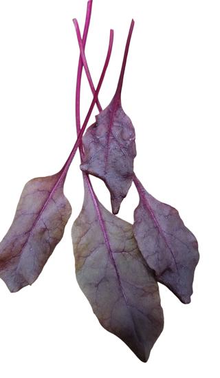 Rödbetsskott Bulls Blood Sverige