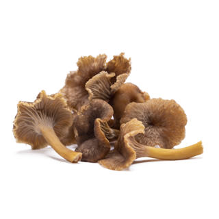 Svamp Trattkantarell Sverige