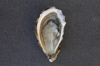 Ostron Marennes Storlek 3 (66-85g) Frankrike
