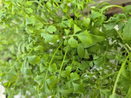 Rashad EKO KRAV Sverige