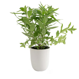 Citronverbena i Kruka