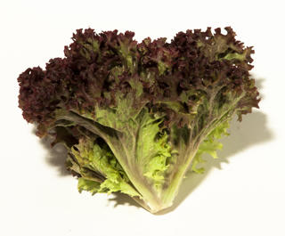 Sallat Lollo Rosso Klass 1 Sverige