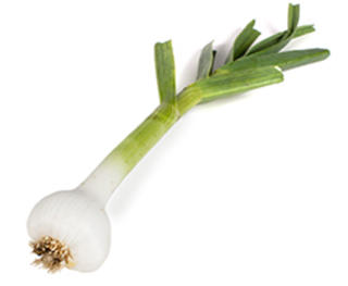 Salladsvitlök Sverige