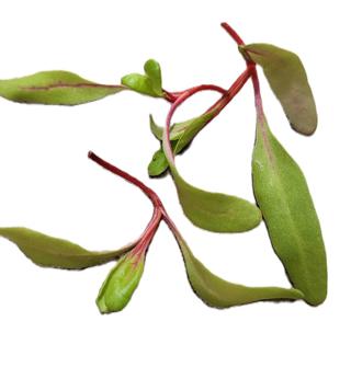 Röd Mangoldskott Sverige