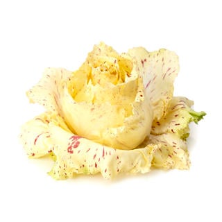 Sallat Castel Franco Klass 1