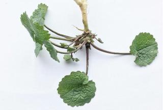 Löktrav EKO KRAV SE